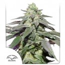 Auto Skywalker Haze (Автоцветущие феминизированные)