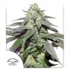 Auto Skywalker Haze (Автоцветущие феминизированные)