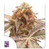 Purple OG Punch (Феминизированные)