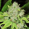 Original Glue (Автоцветущие феминизированные)