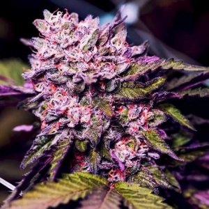 Семена Nirvana Seeds Gelato (Феминизированные)