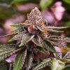 Girl Scout Cookies (Феминизированные)