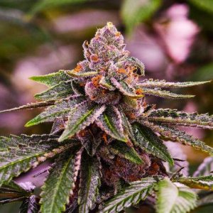Семена Nirvana Seeds Girl Scout Cookies (Феминизированные)