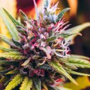 Nirvana Seeds Granddaddy Purple (Феминизированные)
