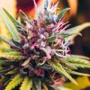 Granddaddy Purple (Феминизированные)