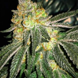 Семена Nirvana Seeds Grease Monkey