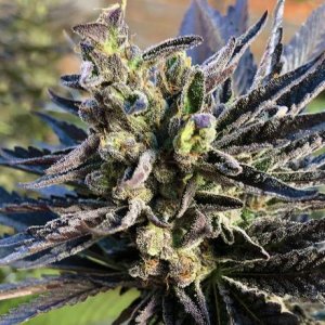 Семена Nirvana Seeds K2 (Феминизированные)