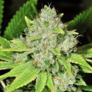 Nirvana Seeds Original Glue (Феминизированные)