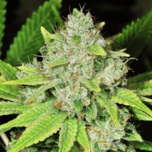 Семена Nirvana Seeds Original Glue