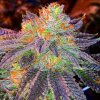 Zkittlez (Феминизированные)