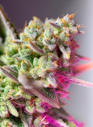 Семена Sweet Seeds Sweet Mimosa XL Auto ®