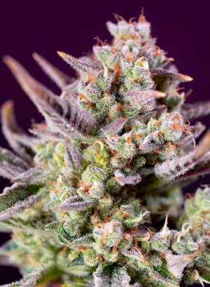 Семена Sweet Seeds Sweet Zenzation XL Auto ® (Автоцветущие феминизированные)