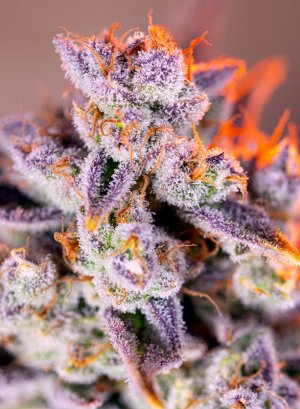 Семена Sweet Seeds Tropicanna Poison XL Auto ® (Автоцветущие феминизированные)