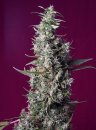 Sweet Cherry Pie ® (Феминизированные)