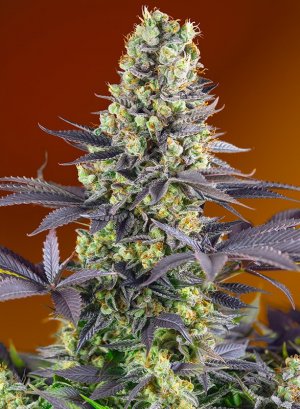 Семена Sweet Seeds Sweet Zenzation ® (Феминизированные)