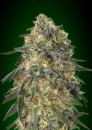 00 Seeds Gorilla (Феминизированные)