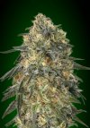 Gorilla (Феминизированные)