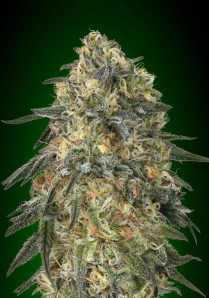 Семена 00 Seeds Gorilla (Феминизированные)