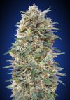 California Kush Fast (Феминизированные)