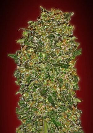 Семена 00 Seeds Chocolate Kush