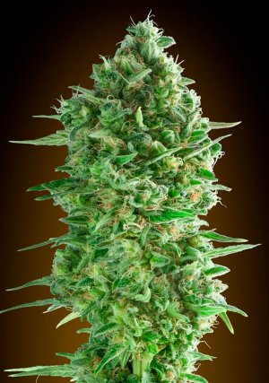 Семена 00 Seeds Do-Si-Dos Cookies (Феминизированные)