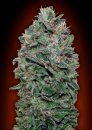 00 Seeds Sweet Soma (Феминизированные)