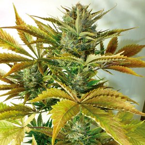Семена Flash Seeds California Haze (Автоцветущие обычные)