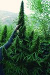 Strawberry Mango Haze (Автоцветущие обычные)