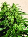 Amazing Cherry (Автоцветущие обычные)