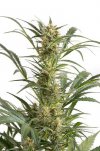 Amnesia XXL (Автоцветущие феминизированные)