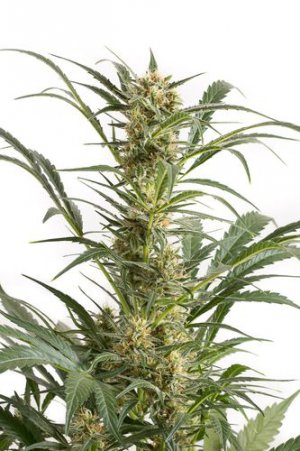 Семена Dinafem Seeds Amnesia XXL