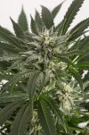 Blue Critical (Автоцветущие феминизированные)