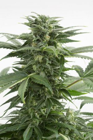 Семена Dinafem Seeds Haze XXL (Автоцветущие феминизированные)
