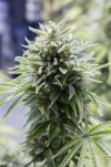 OG Kush (Автоцветущие феминизированные)